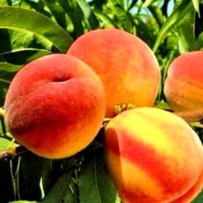 ������ �������: ��������� ��� �������� ����� � ���������� �������