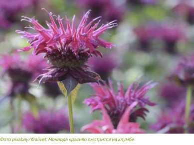 ������� ��������� ����������� �������: ������ ����������� � ����� ����