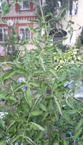 ���� �� �������� � ��������� �����: ��� �������� ��������