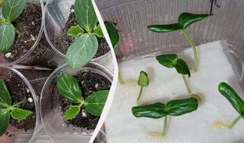 ������� ��������� ������������ ����� �������: ���� ������� �������