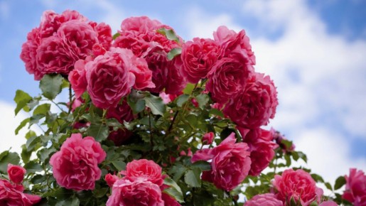 ��� ��������� ������������� ���� ��� ������� ��������: ������ ��� ���������