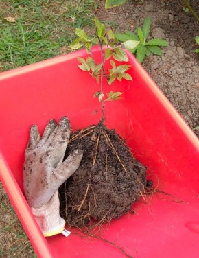 ��� ����������� ��������� � ����: �������� ������ ������� ���������