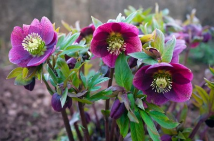 ����� ��������� ����: ������������ ��� ������� ����