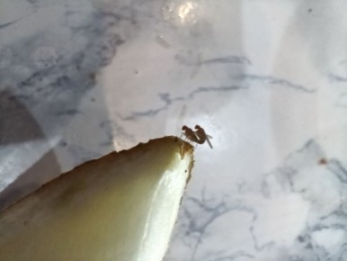 ��� �������� ���������� �� �������� �����: ������� � ����������� �������