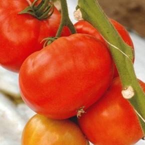 ����� ������: ������� ��������� ���������� �����������