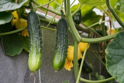 � ���� ������ �������? ��� ������ ������ � ������� ���������� ���������