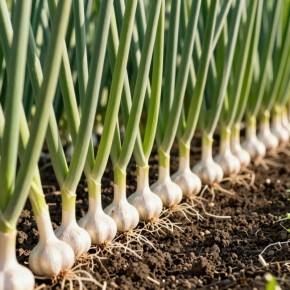 ��� �������� ������ ������� ������� ������ � ������� ������� ���������