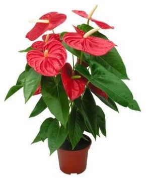 ���� �� ����������: ������� �������� �������