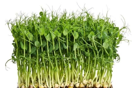 �����������: ��������� ��������� � �������� ������� ��� ��������