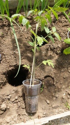 ��� ��������� �������� ������� �������: ������� ��������� ����������