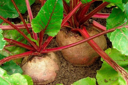 ��� ������, ���� ������ ������ ������ ���� � �����?