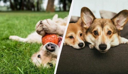 ������ ��� ��������: ������ ��� ������ � ������