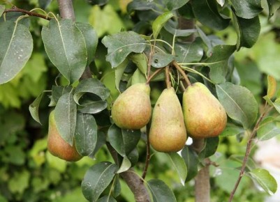 ��� ��������� �������� �����: ������� ��������� ����� �� �������