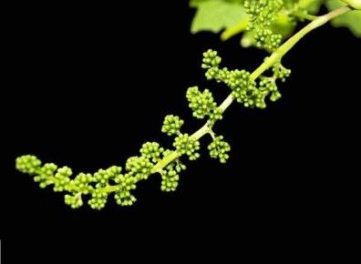 ��� �������� ��������: ����������� ��������� ��� ������ � ����������� � ���������