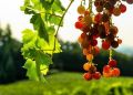 Как подготовить виноградник к зиме: основные шаги осеннего ухода