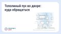 Что делать, если двор заполонил тополиный пух?