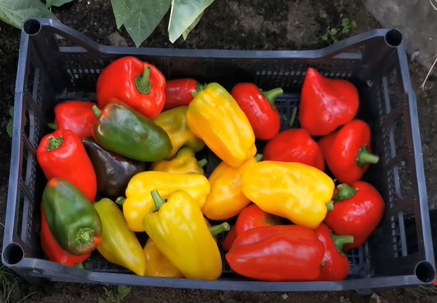 Лечо в домашних условиях: классический рецепт на каждый день