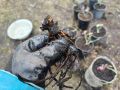 Как из одного морозника вырастить целую грядку: советы и секреты