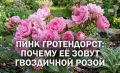 Пинк Гротендорст: почему парковые розы не требуют хлопот