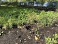 В сквере Ермина неизвестные выкопали саженцы можжевельника