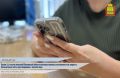 С начала 2026 года свыше 21 тысячи жителей Пензенской области воспользовались возможностью дистанционного закрытия больничных листов