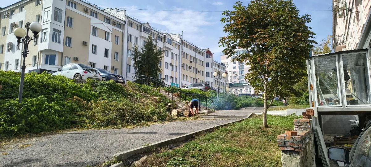 Апдейт по дереву: спилили совсем Апдейт по дереву: спилили совсем