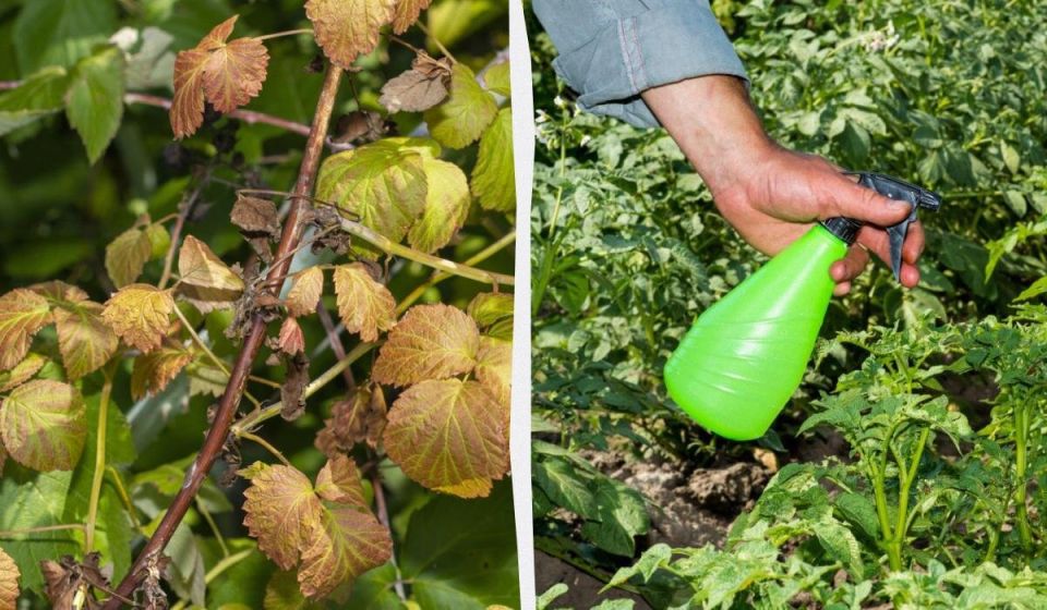 Почему антракноз опасен для вашего урожая и как его победить