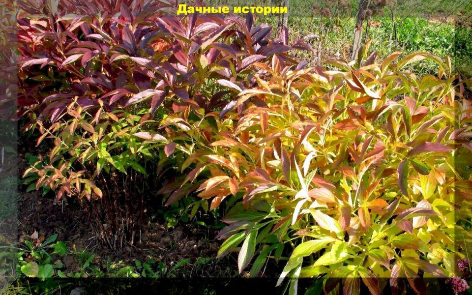 Осенний уход за пионовыми красавцами: секреты обрезки и защиты