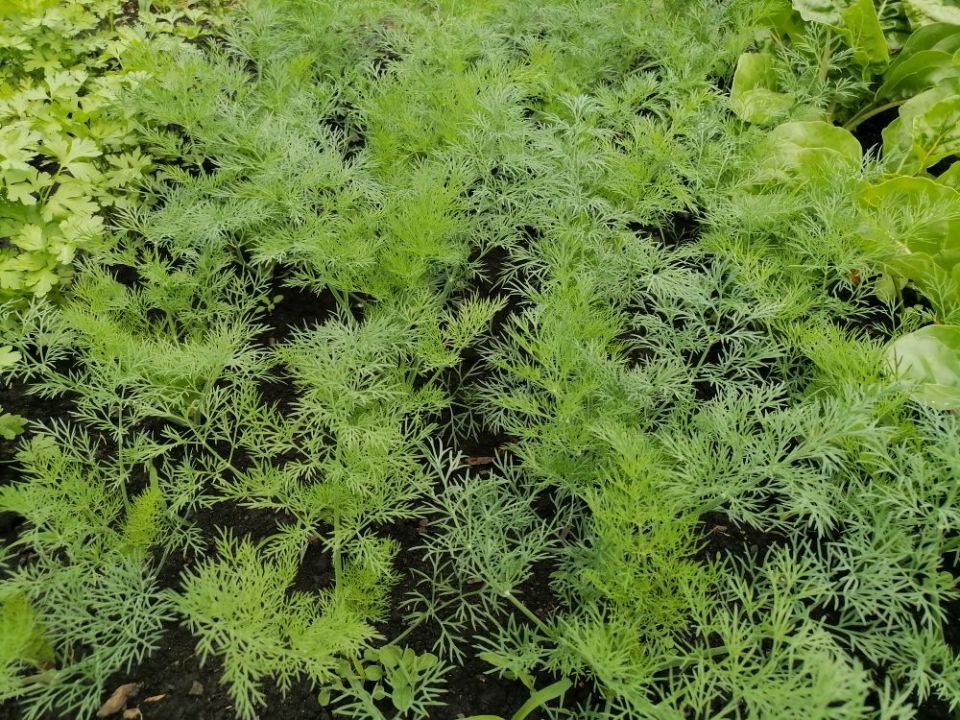 Как вырастить кустовой укроп: секреты многократного сбора зелени
