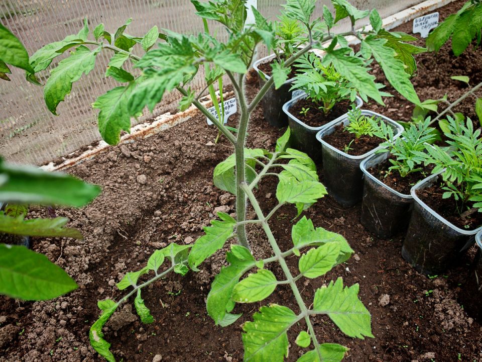 Успешный старт для томатов: секреты ухода после высадки в теплицы