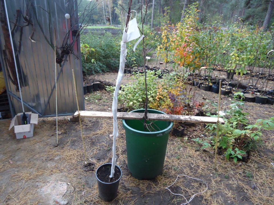 Как защитить молодые деревья от зимних врагов: практические советы