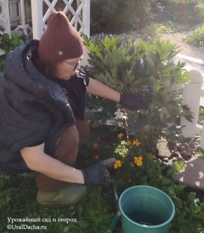 Подготовка пионов к зиме