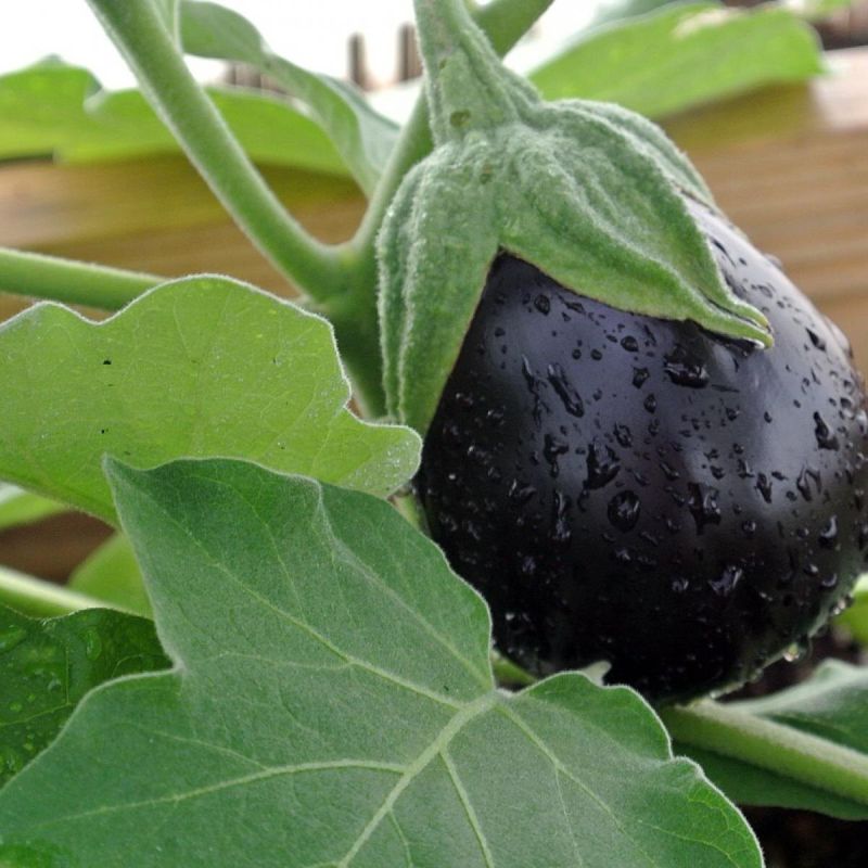 Как вырастить баклажаны: секреты и советы для успешного урожая