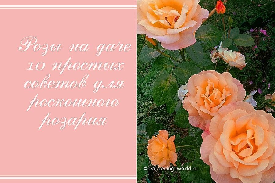 10 секретов, как создать идеальный розарий на даче