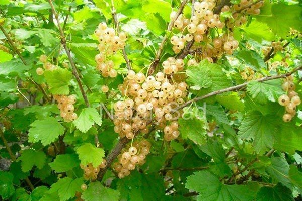 Смородина Белка: секреты успешной культуры и ее гастрономические достоинства