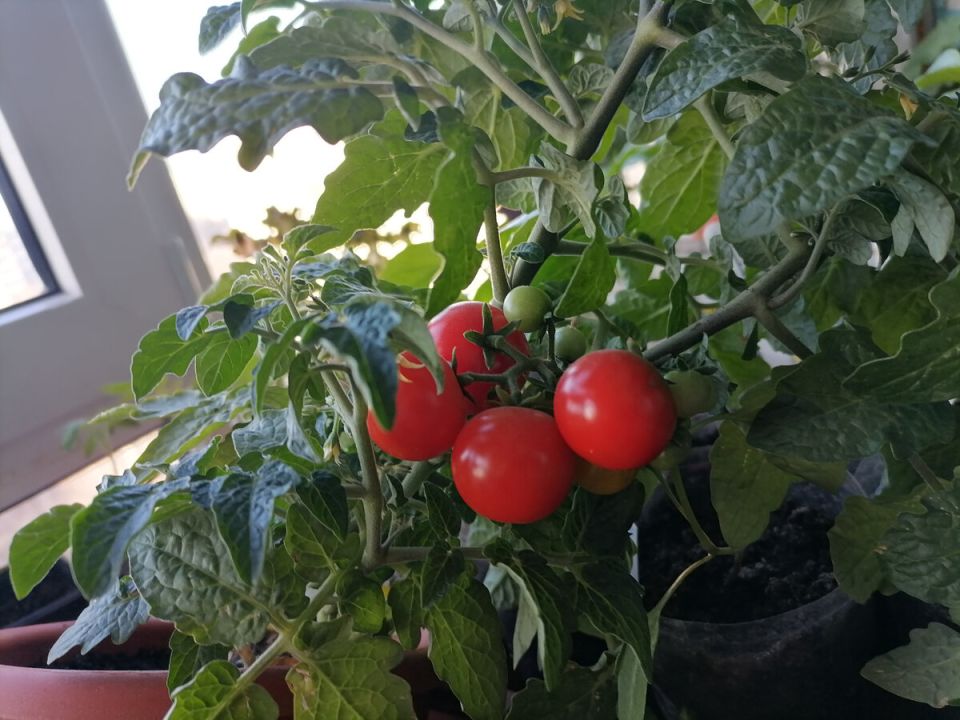 Как вырастить помидоры из пасынков в домашних условиях