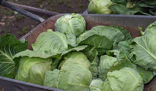 ������ �������: ������ �� ������, ������ � �������� �� �����