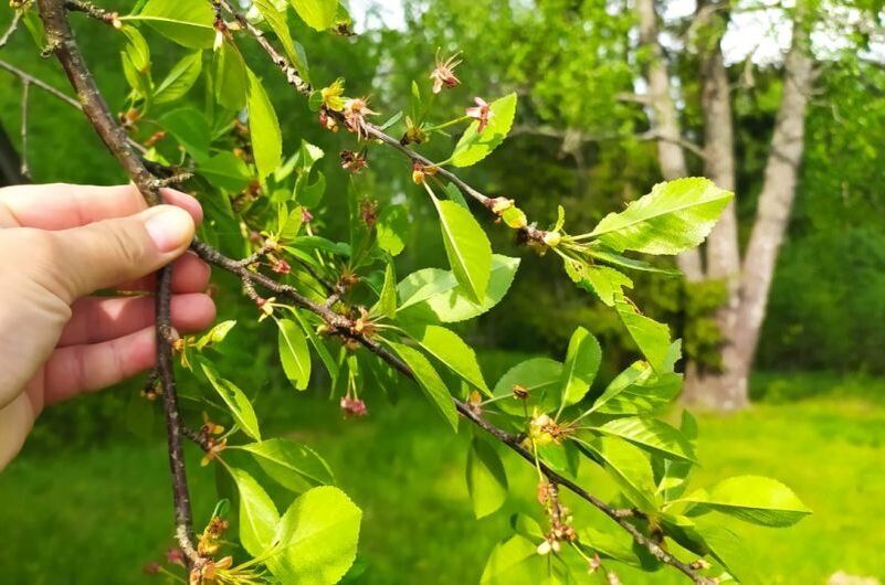 ������ ������� ��������� ����� ����� �������� ��� ������� �������