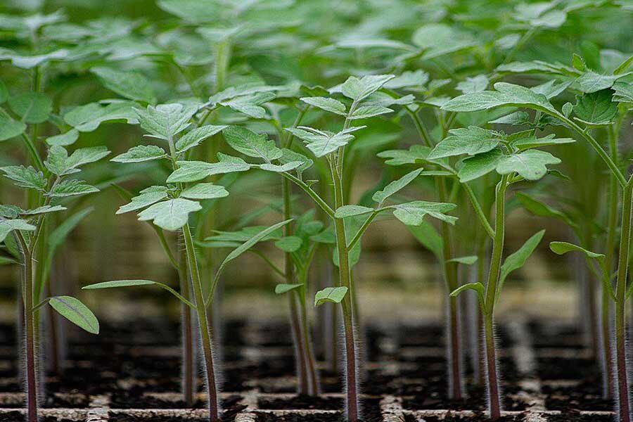 ������� �������� �������: ����� ����� ������� � ��� �������������