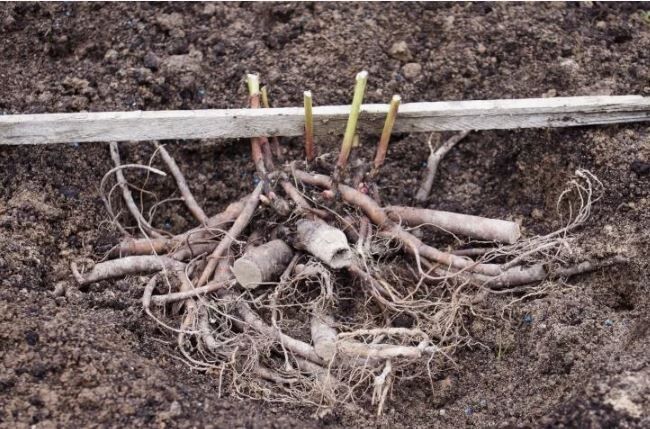 �����: �������� �������, �������� �� �� ��������