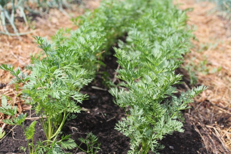 ��� �������� ���������� ������ �������: ������� � ������