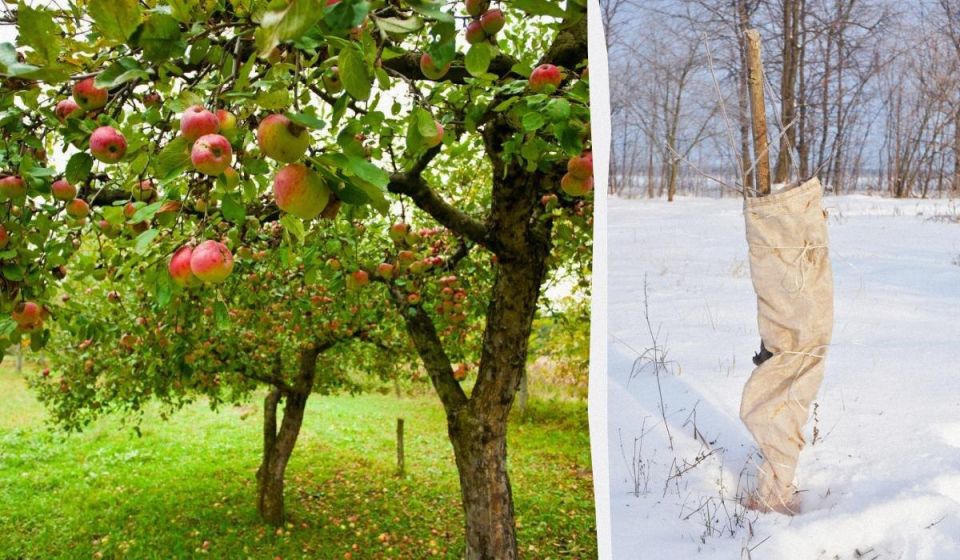 ������ ������� ��� ������: ��� �������� ������� � �������� �� ��������