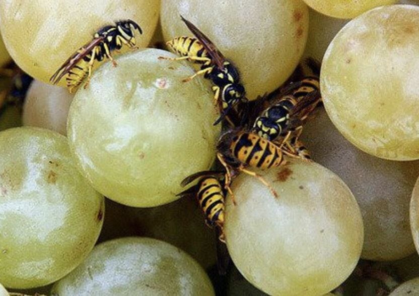 ��� ������� ������ �� ��: ������������ ������ �������