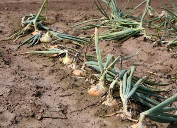 ������ ��� ������� � ��� � ���� ������?