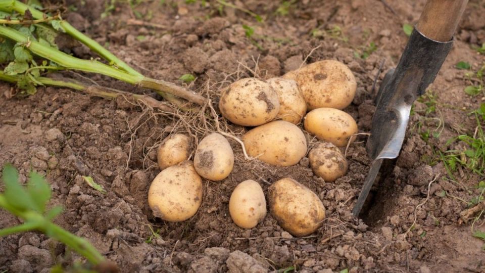 ��� ��������������� ������ ���������: ��� ��������� ������