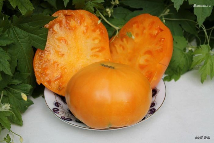 ����� �������� ���������: ��� �������� ������� ������ � ������� ������