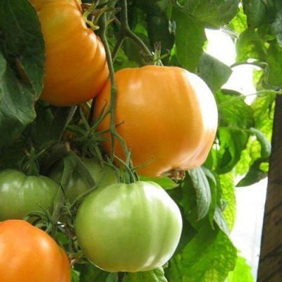 Солнечный томат: знакомьтесь с сортом «Золотой бык»