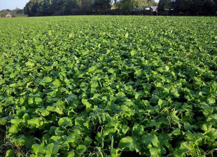 ����� ��������� ����������� ����: �� ������� �� ����� ������