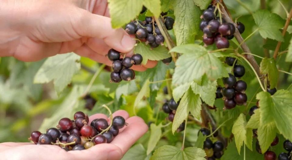 ����� ��������� ���������� ������� �������� ��������