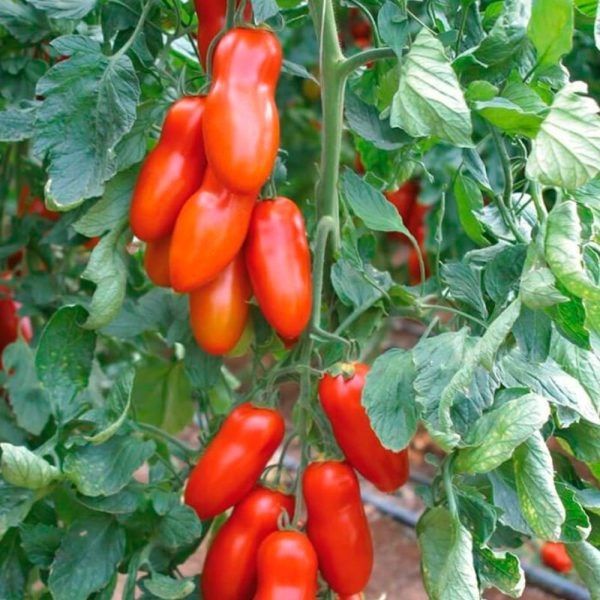 ������: ������������� ����� ��� ������ � ���������� ������� � ������� ������